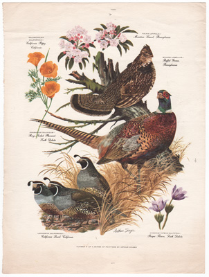 ARTHUR SINGER BIRD PRINTS 1957 Grouse Pheasant Qualil Poppy Pasque Flower Mountain Laurel